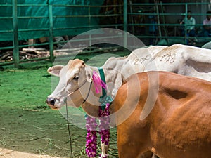 Cattle at slaughterhouse