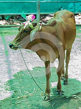 Cattle at slaughterhouse