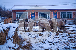 The cattle in snowfield