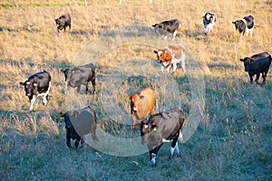 Cattle in southern Chile photo