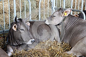 Cattle in stable with fodder