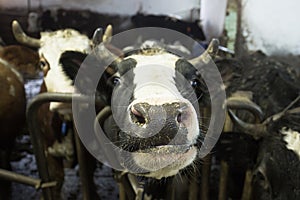 Cattle in a stall on a farm