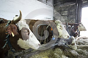 Cattle in a stall on a farm