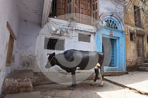 A cattle standing in the alleyway of Varansi,India