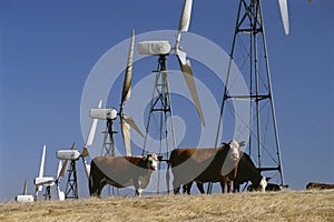 Cattle standing with wind turbines