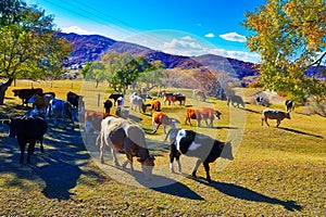 The cattle on the steppe