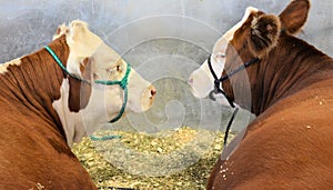 Cattle at Stock Show