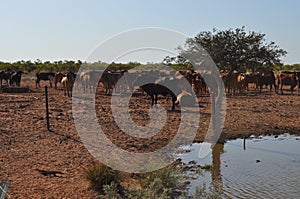 Cattle in stockyard pens australia outback