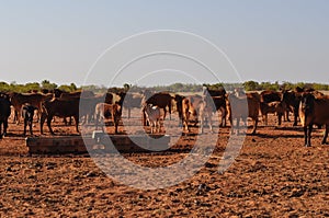 Cattle in stockyard pens australia outback with water trough