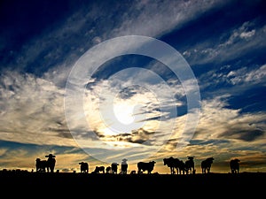 Cattle after Sunset