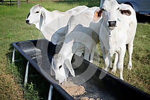 Cattle supplementary feeding.