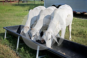 Cattle supplementary feeding.