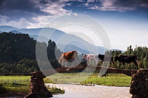 A cattle teams acrossing bridge