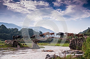 A cattle teams acrossing bridge