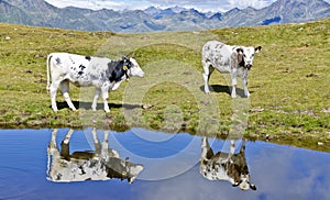 Cattle and their mirror images on an alp lake