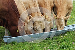 Cattle: three charolais and one limousin breed bullocks eating feed in trough