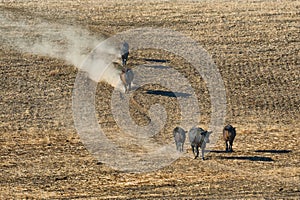 Cattle travel down a hillside photo