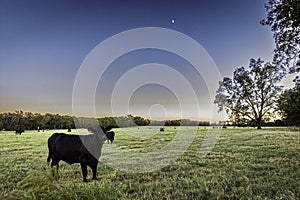 Cattle in twilight pasture with rising moon