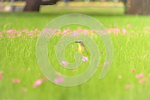 Cattle Tyrant bird on a high grass green field with pink flowers at Bosques de Palermo - Buenos Aires, Argentina