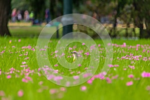 Cattle Tyrant bird on a high grass green field with pink flowers at Bosques de Palermo - Buenos Aires, Argentina