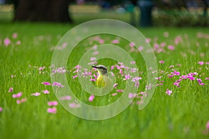 Cattle Tyrant bird on a high grass green field with pink flowers at Bosques de Palermo - Buenos Aires, Argentina