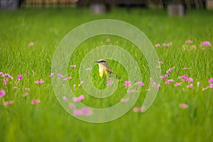 Cattle Tyrant bird on a high grass green field with pink flowers at Bosques de Palermo - Buenos Aires, Argentina