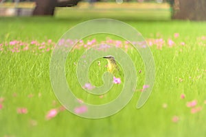 Cattle Tyrant bird on a high grass green field with pink flowers at Bosques de Palermo - Buenos Aires, Argentina photo