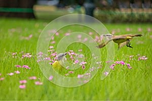 Cattle Tyrant birds on a high grass green field with pink flowers at Bosques de Palermo - Buenos Aires, Argentina