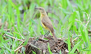 Cattle Tyrant Machetornis rixosa