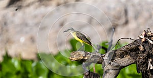 Cattle Tyrant (Machetornis rixosa) in Brazil