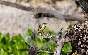 Cattle Tyrant (Machetornis rixosa) in Brazil