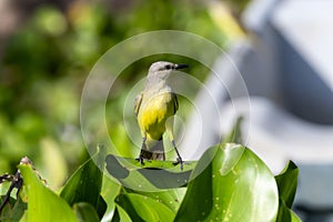 Cattle Tyrant (Machetornis rixosa) in Brazil