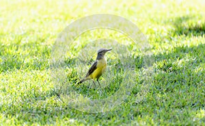 Cattle Tyrant (Machetornis rixosa) in Brazil