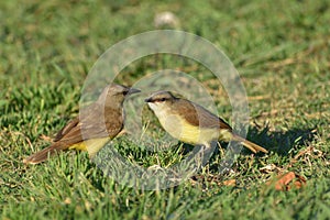 cattle tyrant (Machetornis rixosa) on the ground