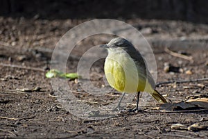 cattle tyrant (Machetornis rixosa) on the ground