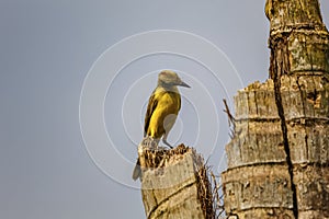 Cattle tyrant (machetornis rixosa) perched on a wrotten palm trunk, foraging, against blue sky, Manizales, Colombia