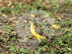 The Cattle tyrant, Machetornis rixosa, stands on the grass and searches for food. Colombia