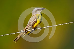 Cattle tyrant, Machetornis rixosa, yellow and brown bird with clear background, Pantanal, Brazil