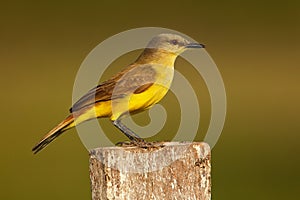 Cattle tyrant, Machetornis rixosa, yellow and brown bird with clear background, Pantanal, Brazil