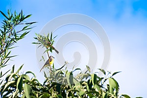 The cattle tyrant yellow bird perched on a tree