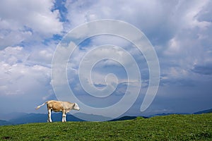 Cattle under the clouds
