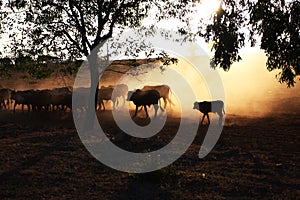 Cattle under the sun photo