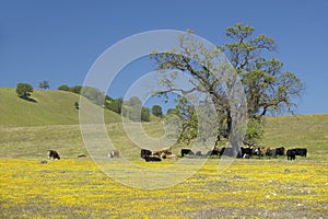 Cattle under tree off of Route 58 west of Bakersfield, CA on Shell Creek Road in spring