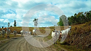 Cattle Walking On A Country Road