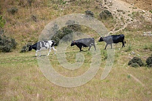 The cattle are walking down from the grass hill backing to their dairy farm that can be seen in farming landscapes along the