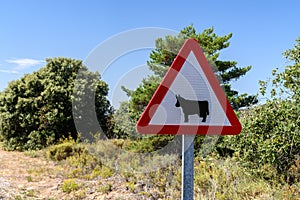 Cattle warning road sign in Spain