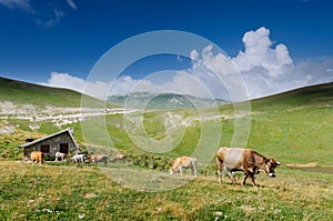 Cattle in the wild on the wide pastures of the Apennine