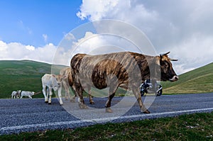 Cattle in the wild on the wide pastures of the Apennine