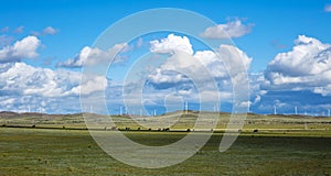 Cattle and wind turbines in the grassland