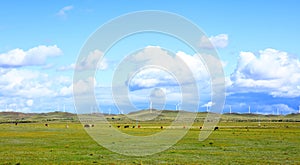 Cattle and wind turbines in the grassland